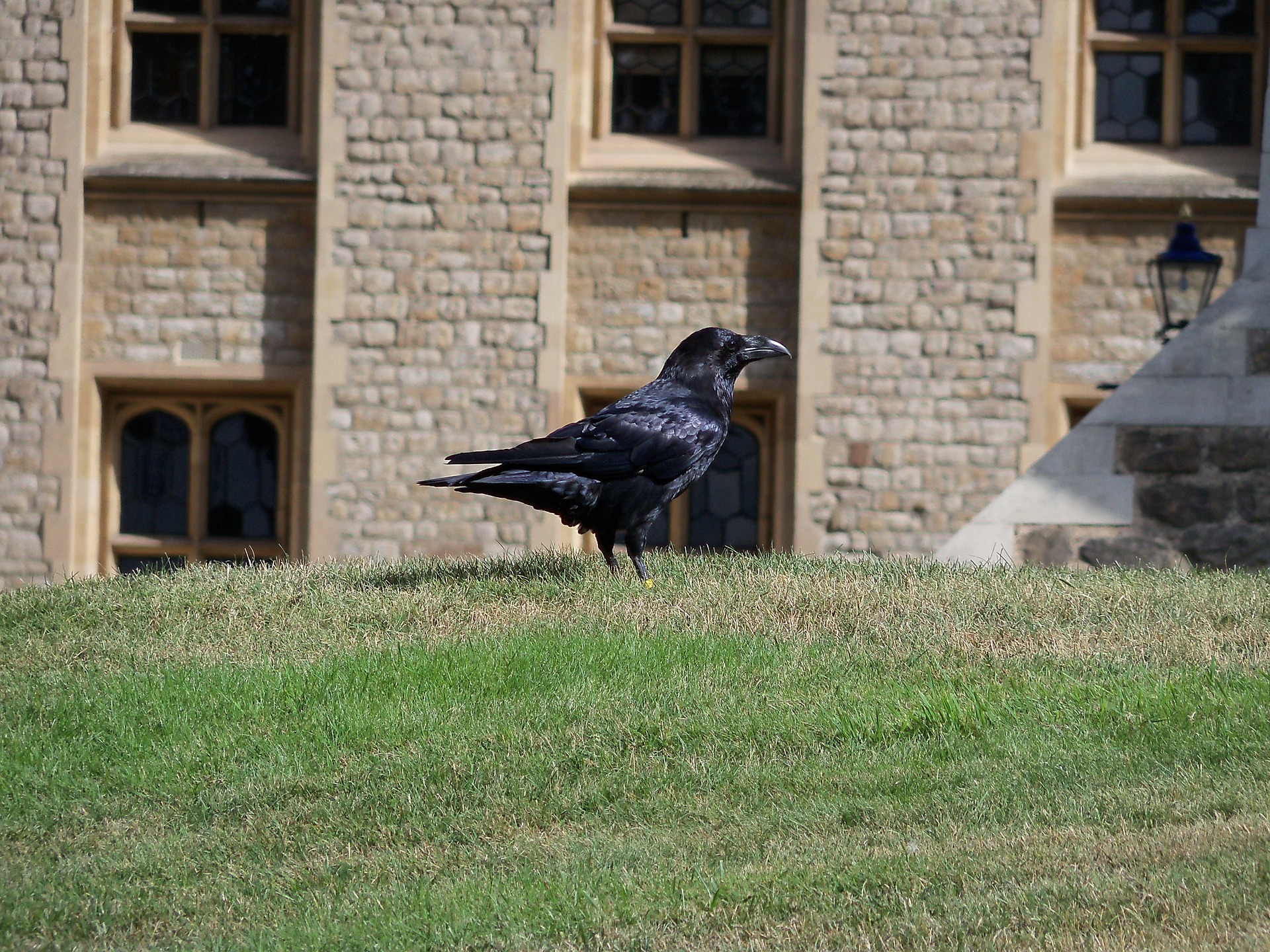 The tower of london legend. Вороны Тауэра. Вороны башни Тауэр. Вороны лондонского Тауэра. Тауэр в Лондоне вороны.